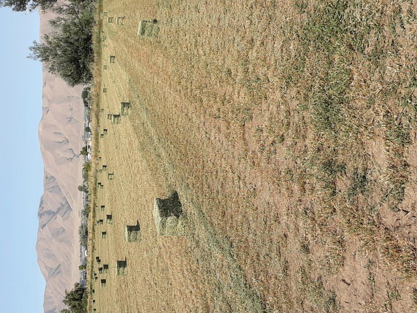 4th crop alfalfa