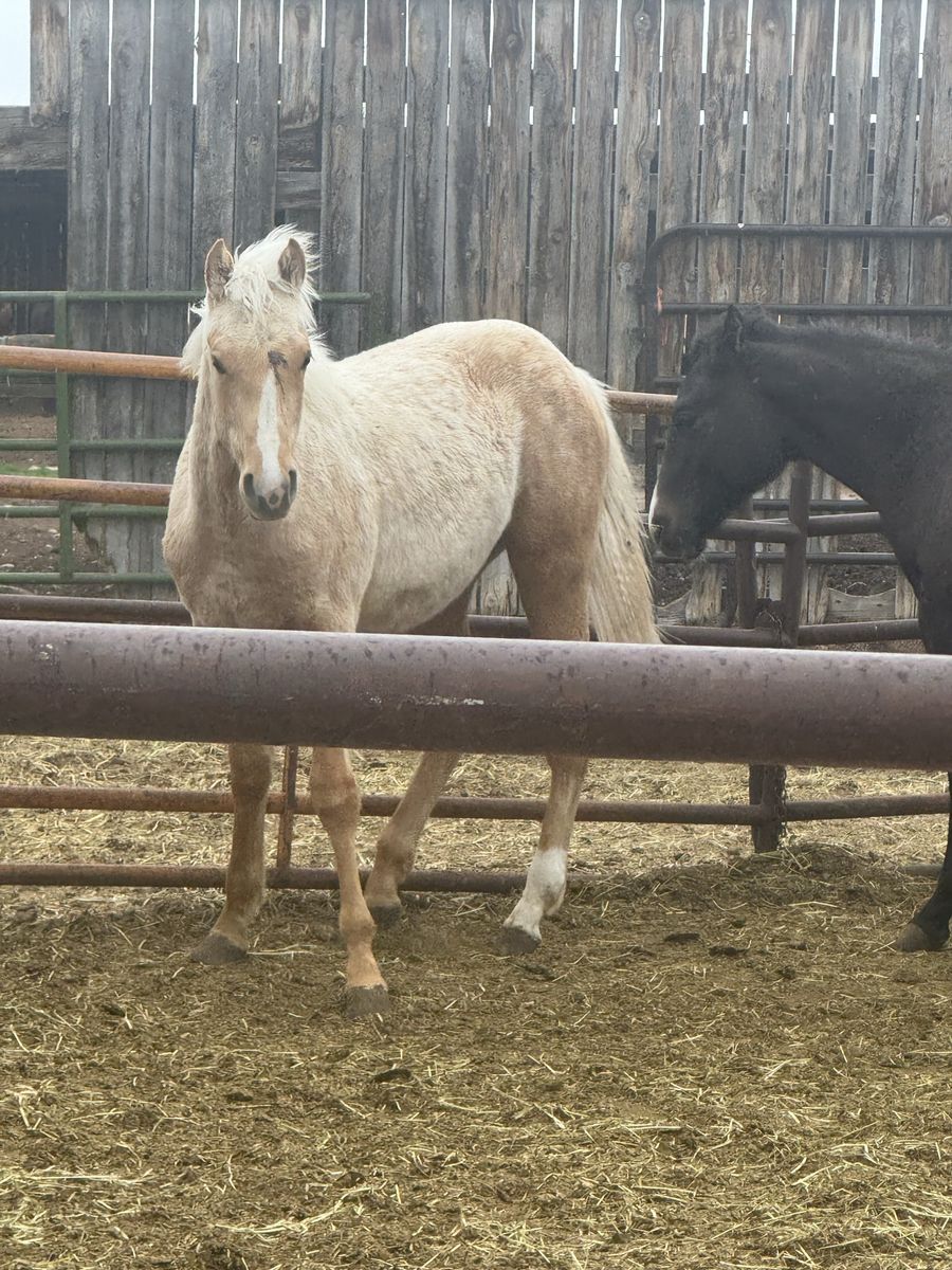 2025 palomino Colt