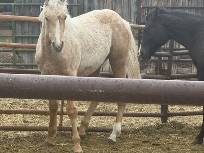 2025 palomino Colt