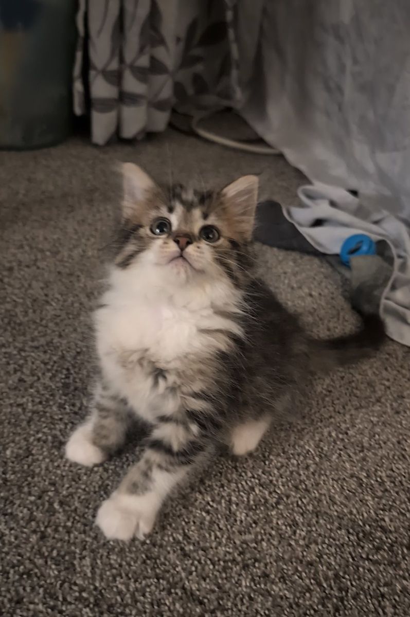 Kittens for Adoption!