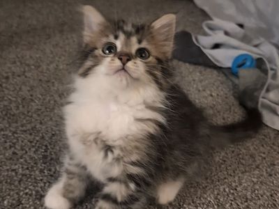 Kittens for Adoption!
