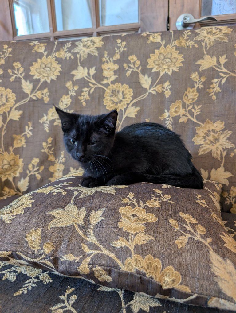 Cute Kittens for Adoption - Orange Tabby, Black, & Black/White - Looking for Forever Homes