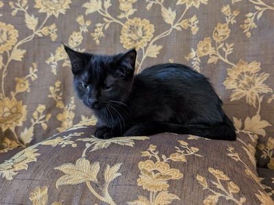 Cute Kittens for Adoption - Orange Tabby, Black, & Black/White - Looking for Forever Homes