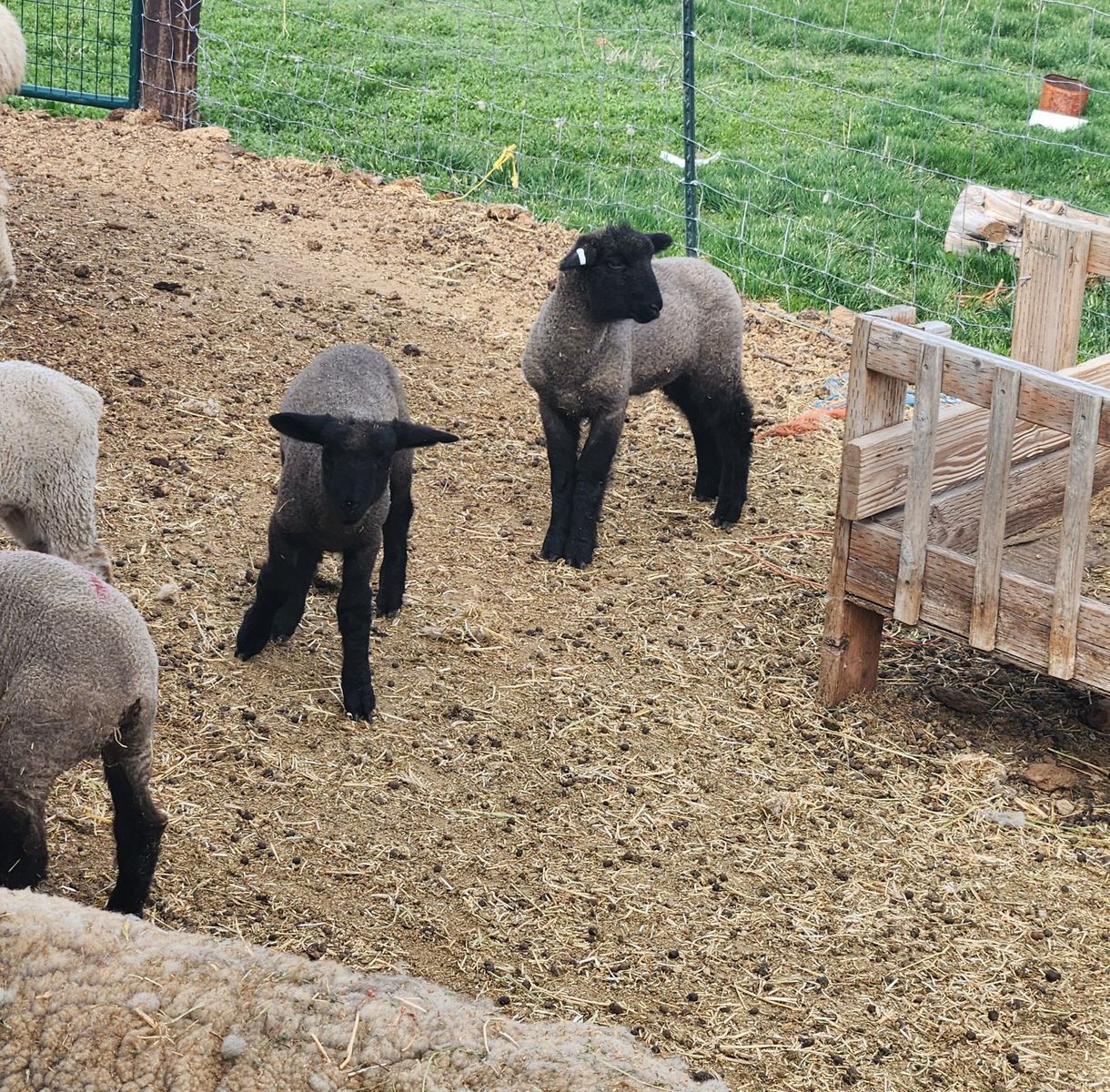 Club lambs