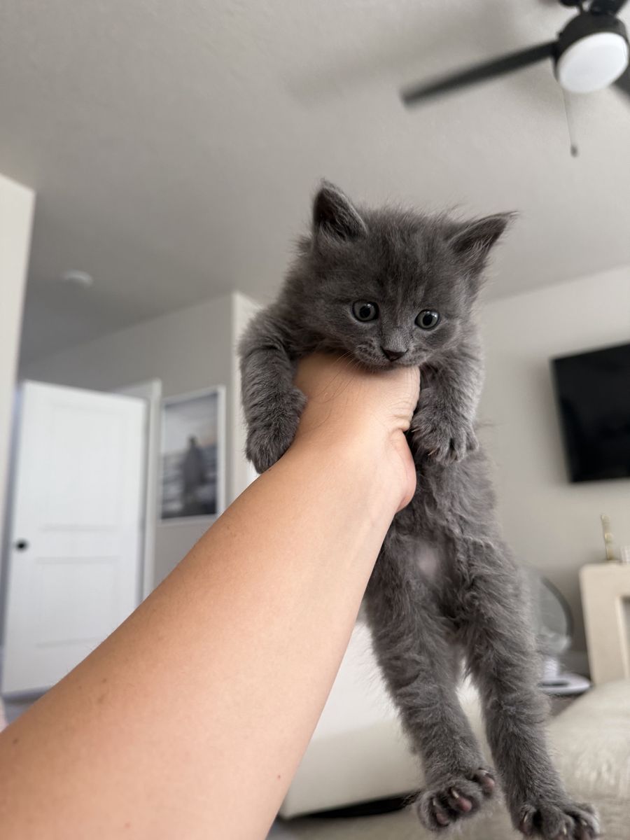 Adorable 9-Week-Old Kittens - Rehoming Fee Applies