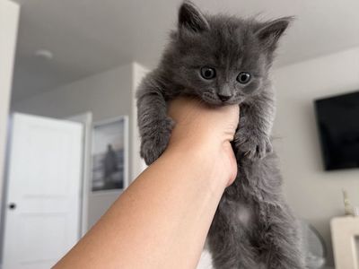 Adorable 9-Week-Old Kittens - Rehoming Fee Applies