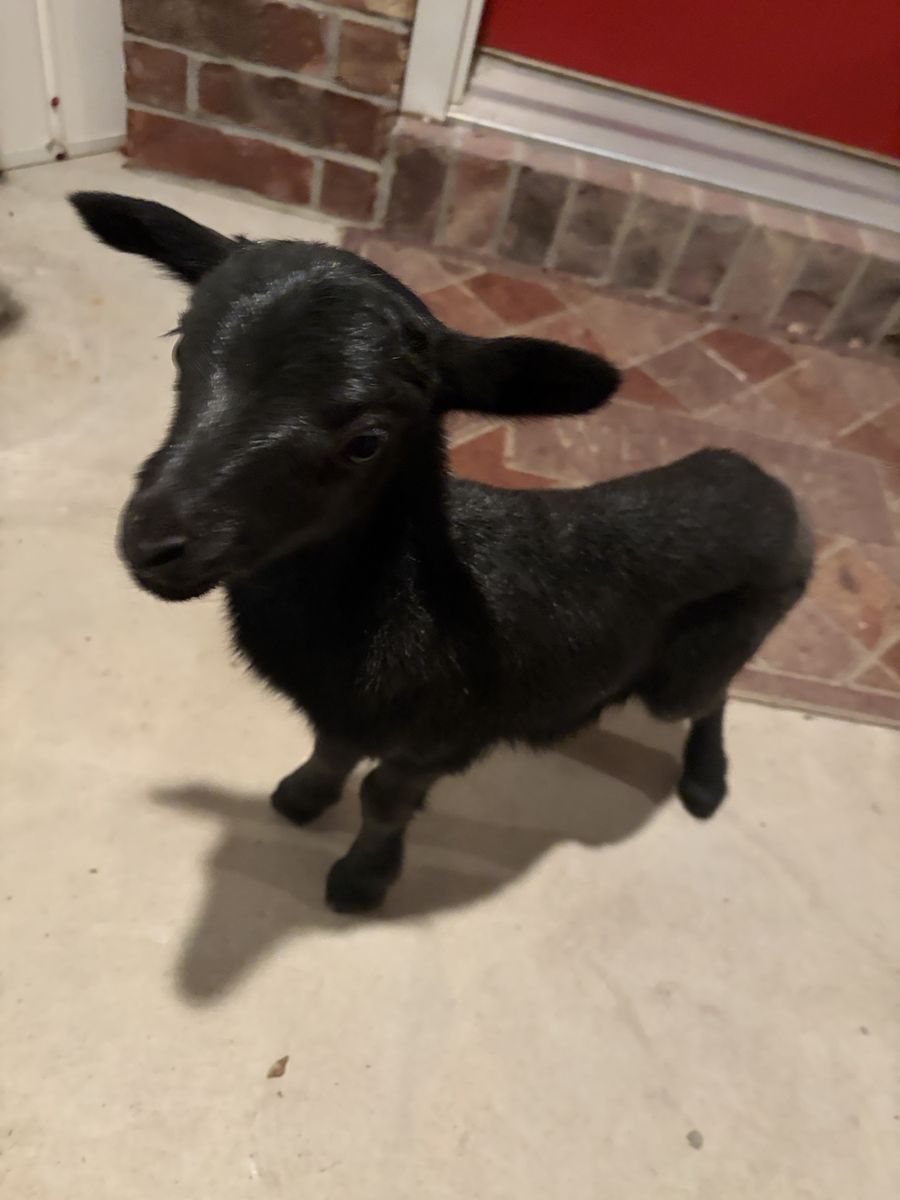 Bottle baby Black Hawaiian ram lamb