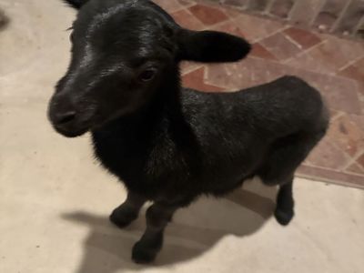 Bottle baby Black Hawaiian ram lamb