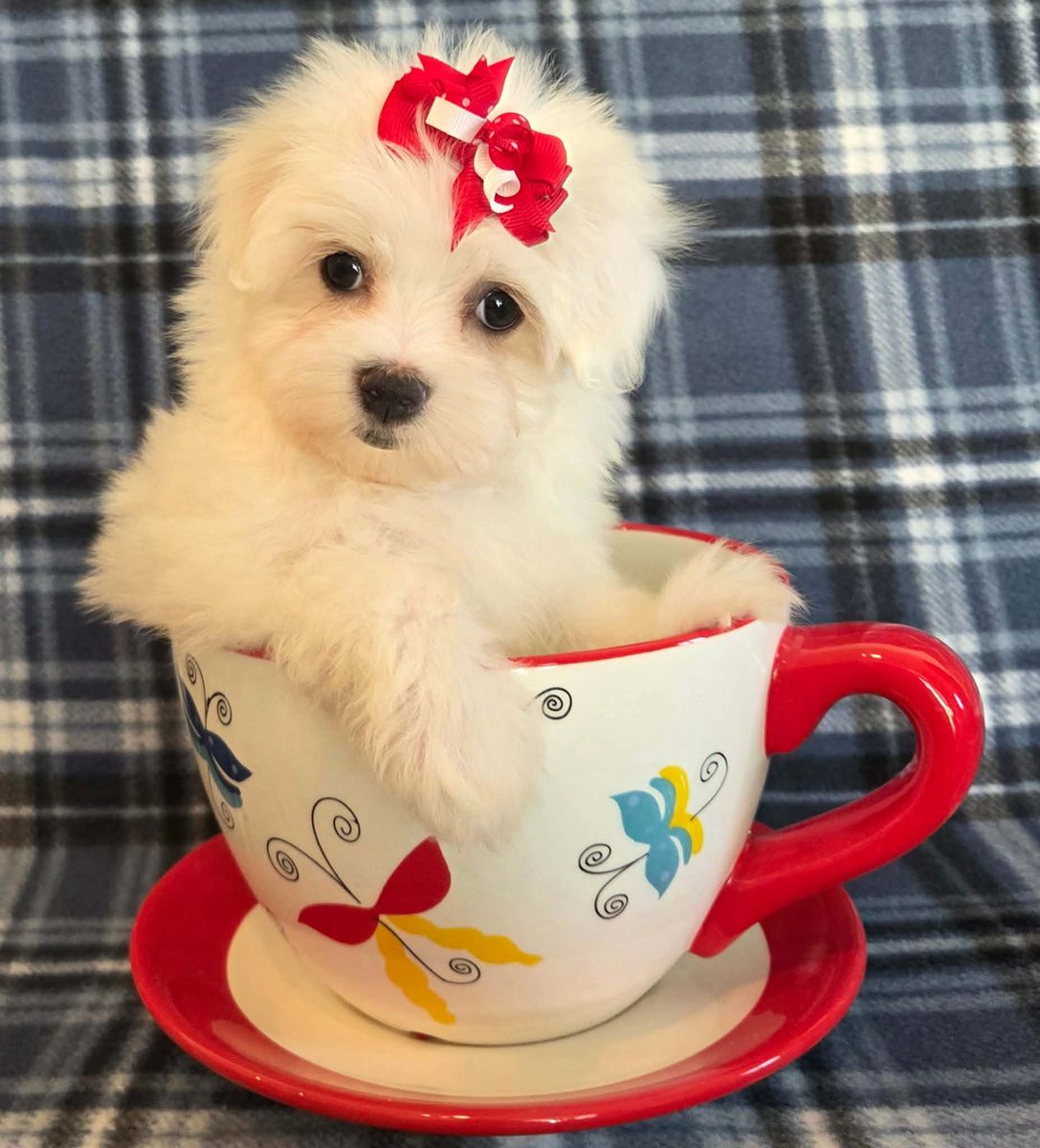 Purbred Maltese puppy