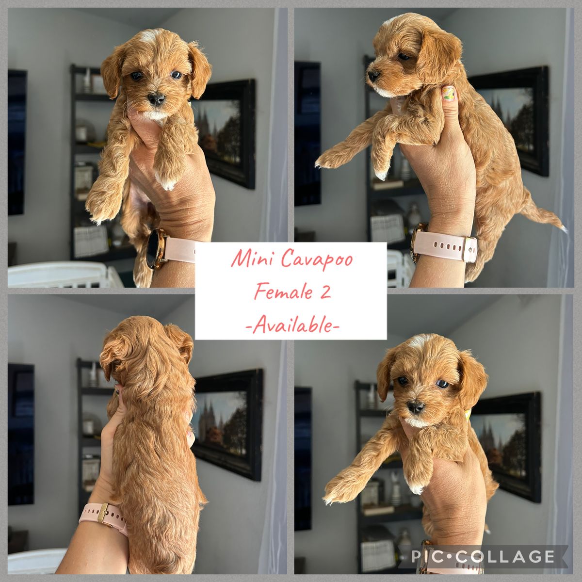 Cavapoo Puppies male & female