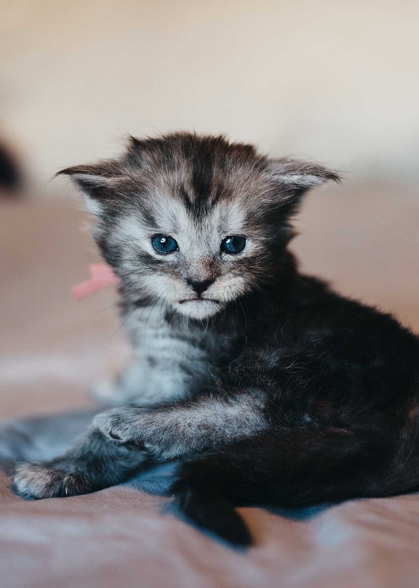 TICA Maine Coon Kittens Blacks Friday The 13th