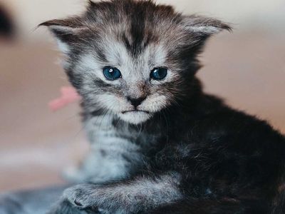 TICA Maine Coon Kittens Blacks Friday The 13th