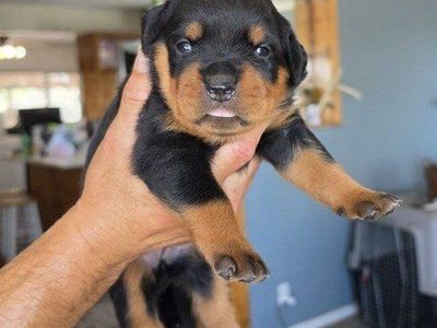 #1 Rated AKC German Rottweiler Puppies