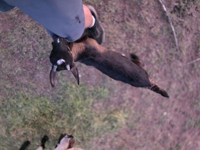 Alpine Cross Doe & Two Doelings – $200 Each