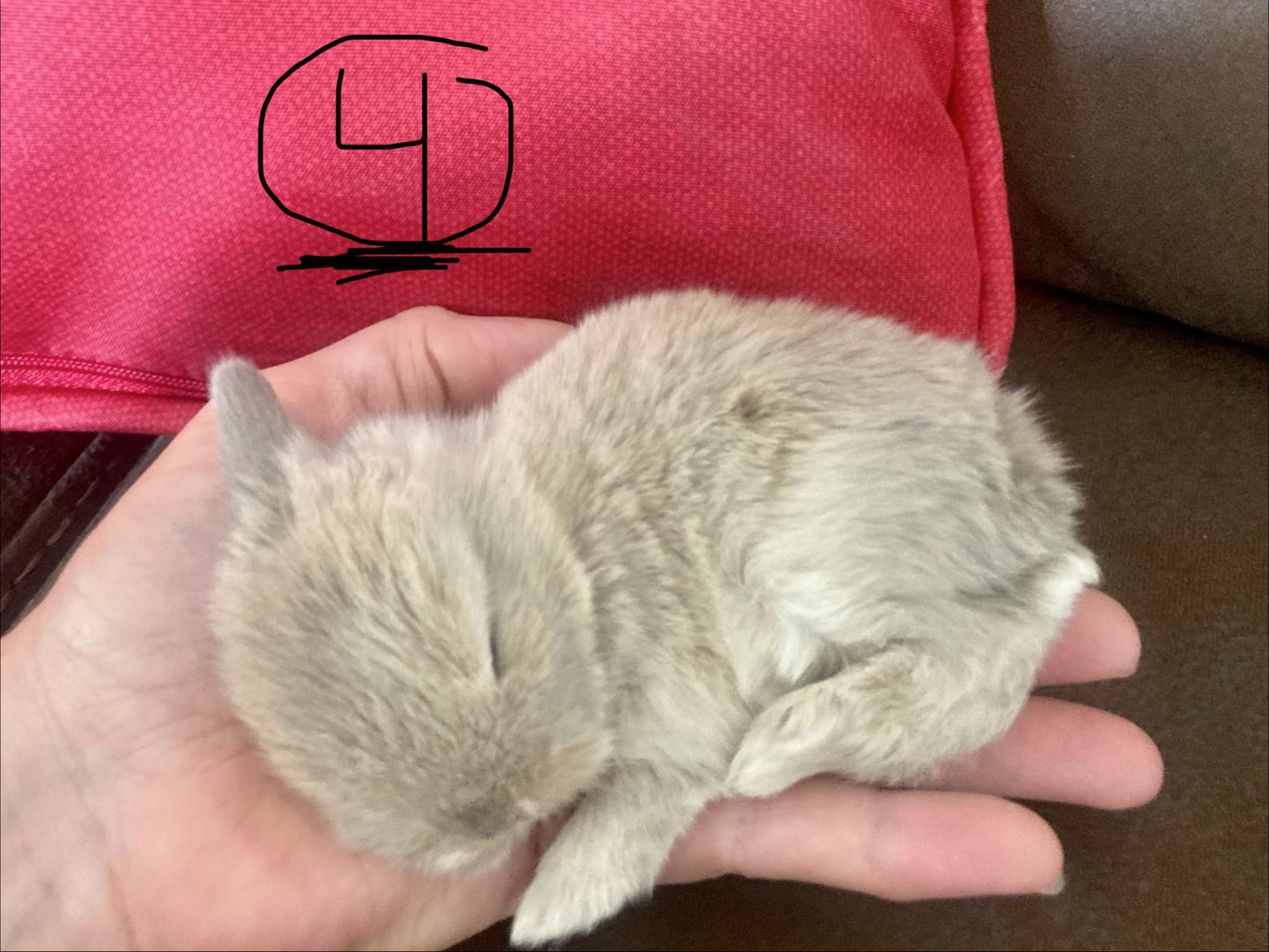 Main image 4