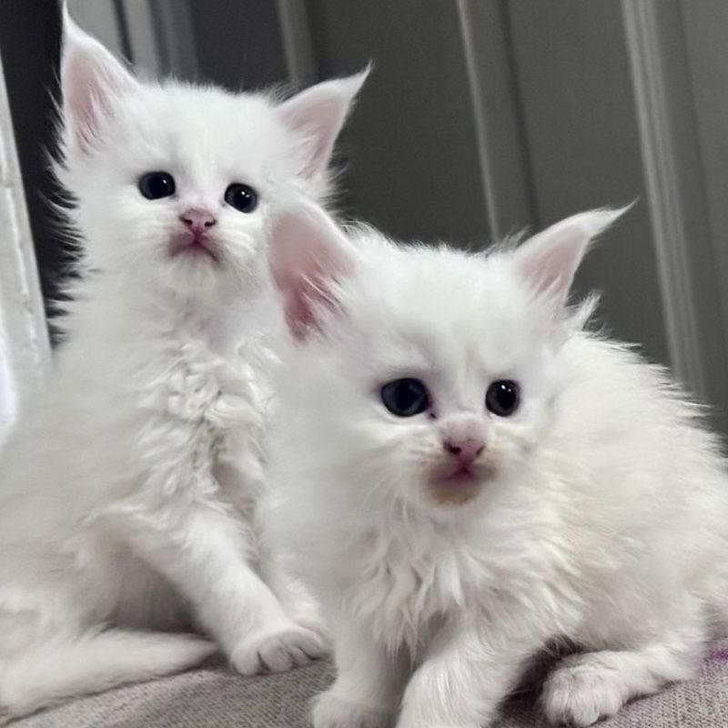 Elite Solid White TICA Registered European Maine Coon Kittens