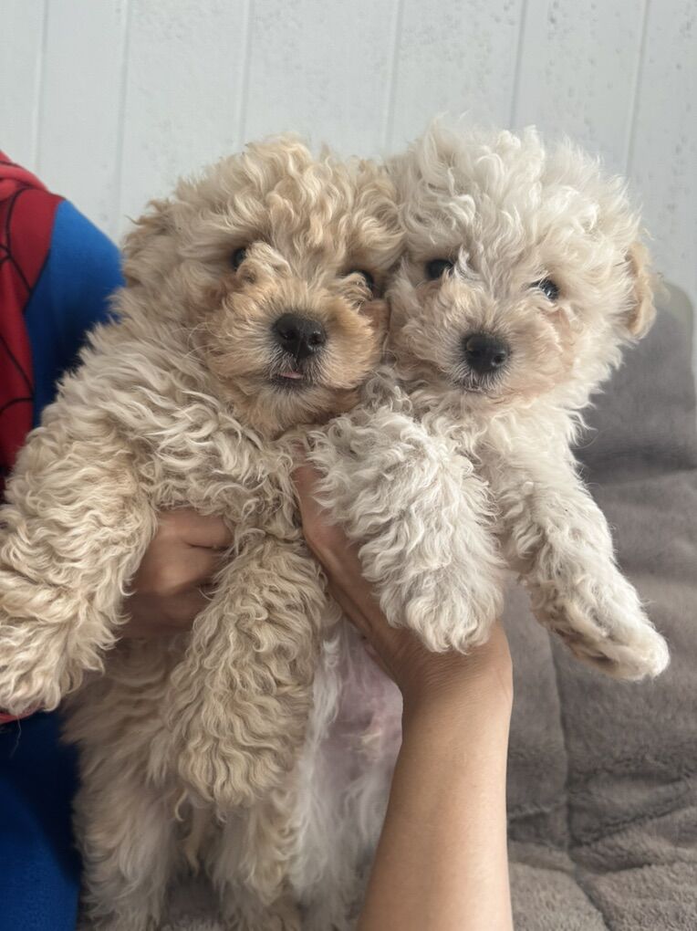 Maltipoo Poodle Puppies