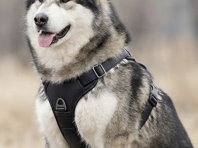 Dog Harness Vest for Large Dog