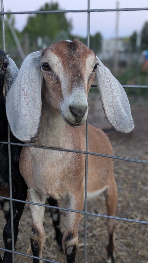Beautiful registerable Nubian doeling