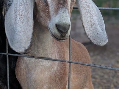 Beautiful registerable Nubian doeling