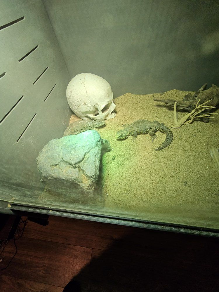 adult male and female yellow uromastyx pair. 1 adult female ornate uromastyx. 1 baby painted agama. 
