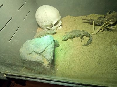 adult male and female yellow uromastyx pair. 1 adult female ornate uromastyx. 1 baby painted agama.