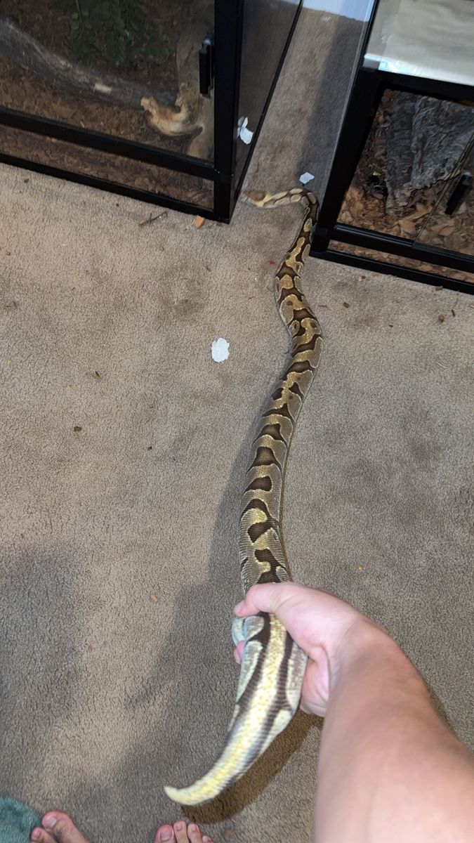 MASSIVE ball python