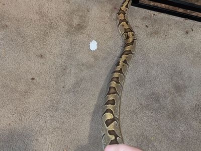 MASSIVE ball python