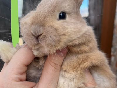 Extremely SWEET Pet or Meat Babies