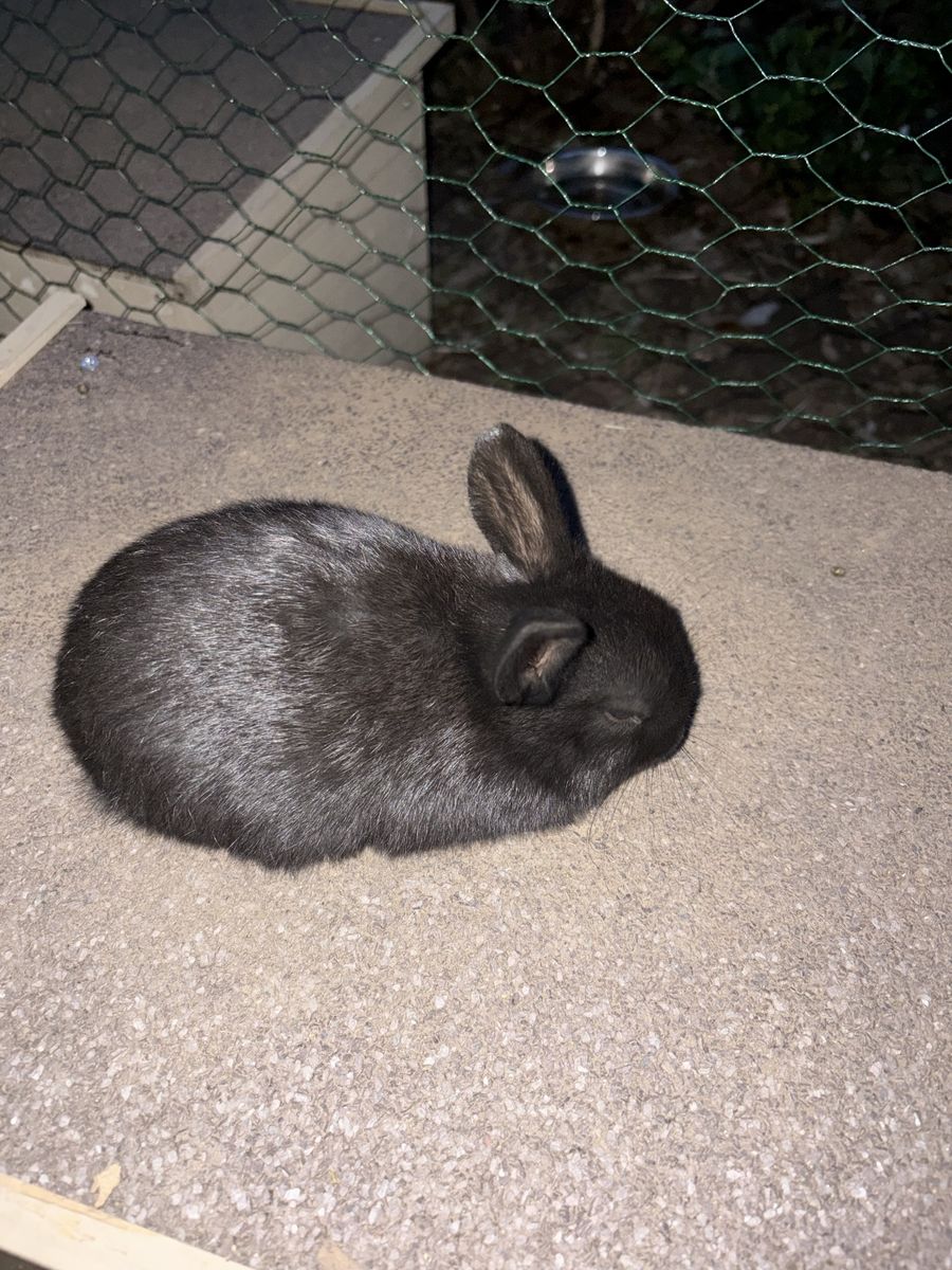 Male 8 week old bunny
