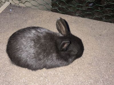 Male 8 week old bunny