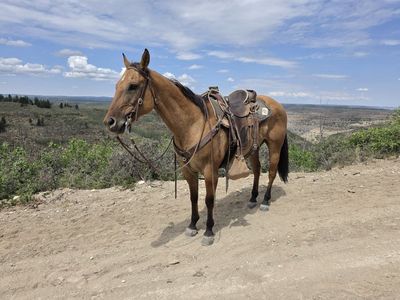 15.2 HH Buckskin Dun Gelding | 12 Years Old