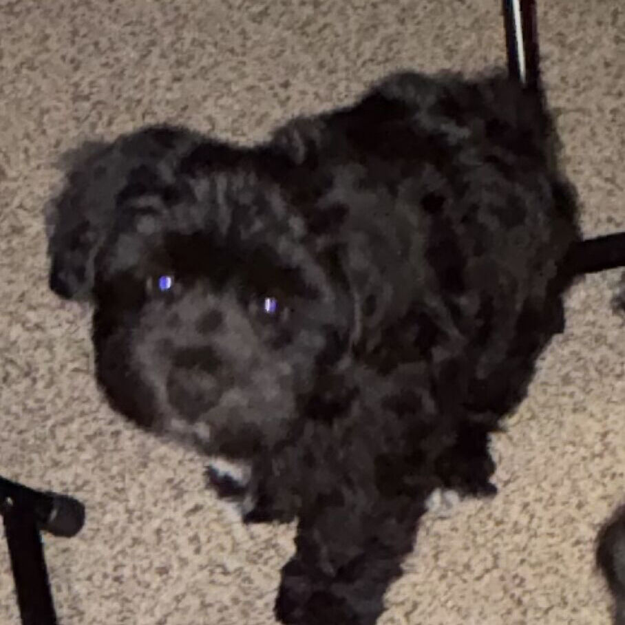 Miniature Schnauzer Puppies