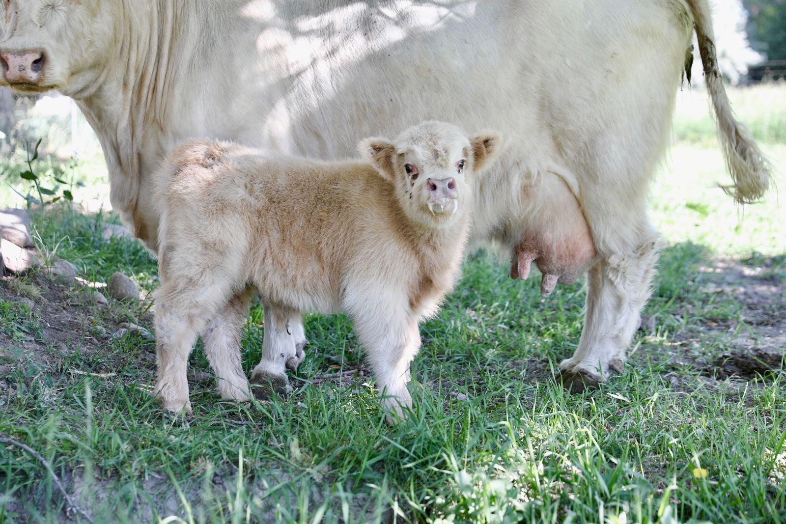 Highland Bull Calf from Collective Academy
