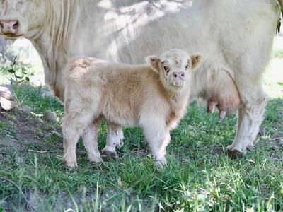 Highland Bull Calf from Collective Academy