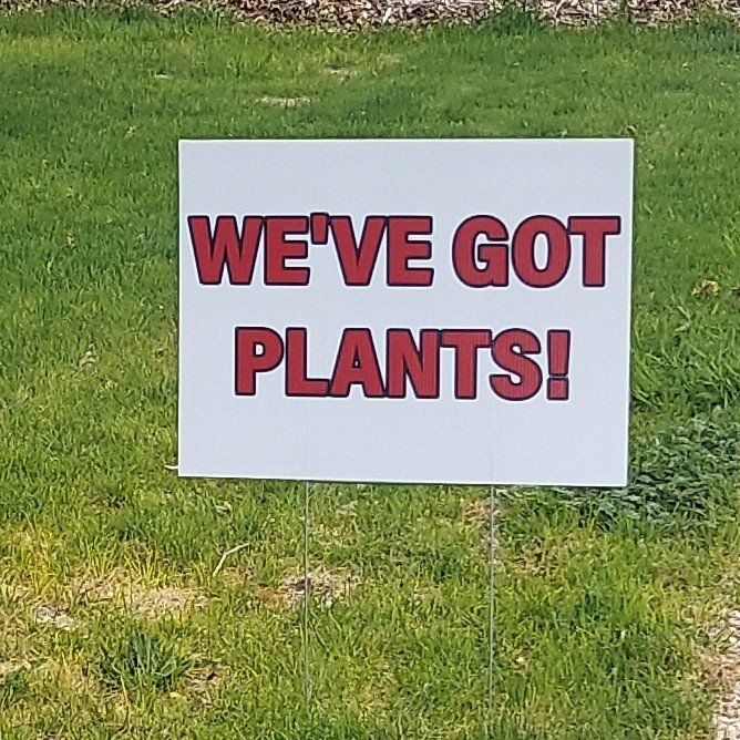 Vegetable and Flower Plants For Sale