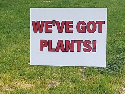 Vegetable and Flower Plants For Sale