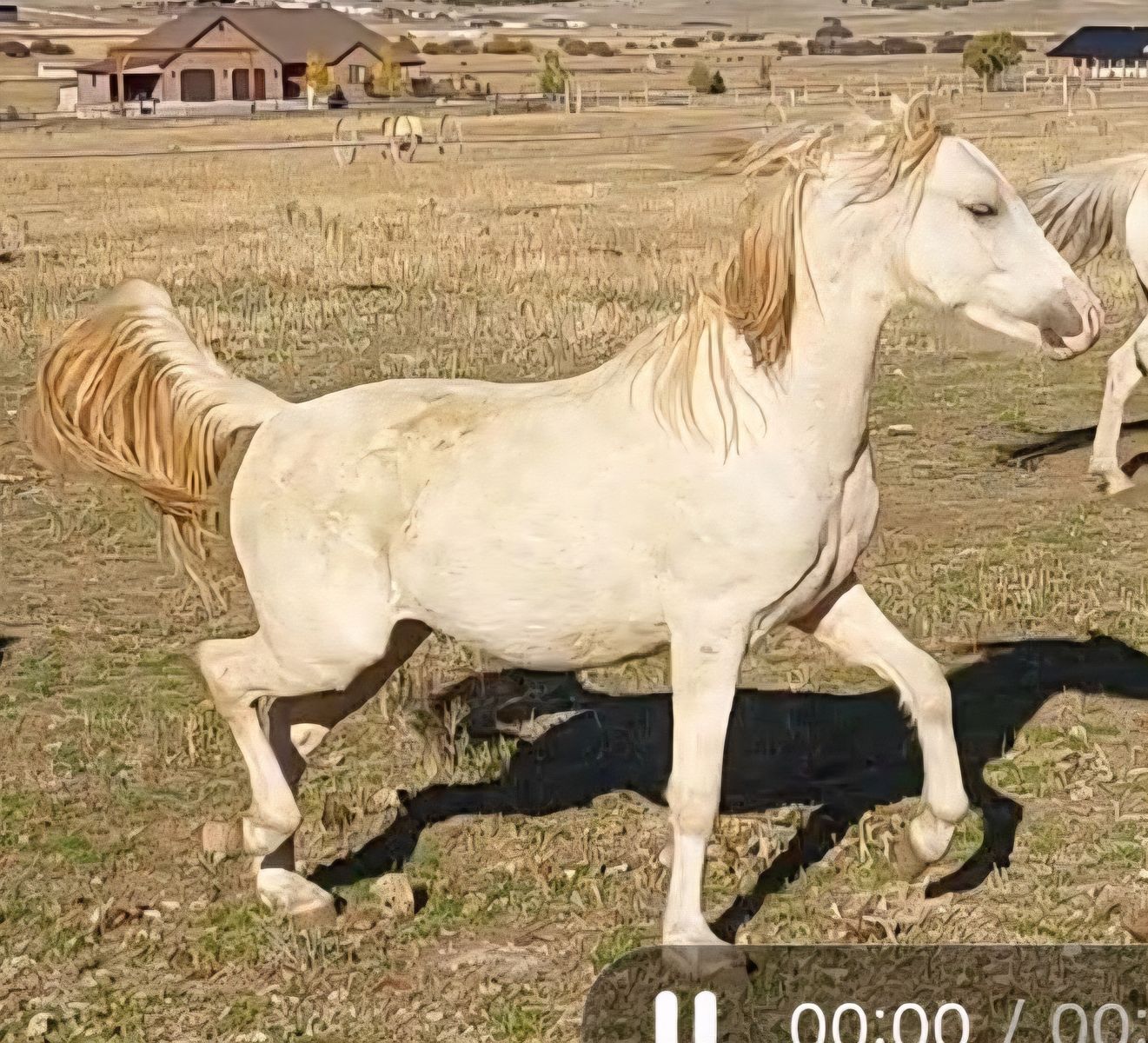 For sale Purebred reg, palomino Welsh pony stallion