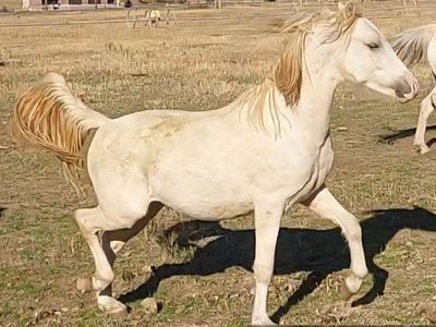 For sale Purebred reg, palomino Welsh pony stallion
