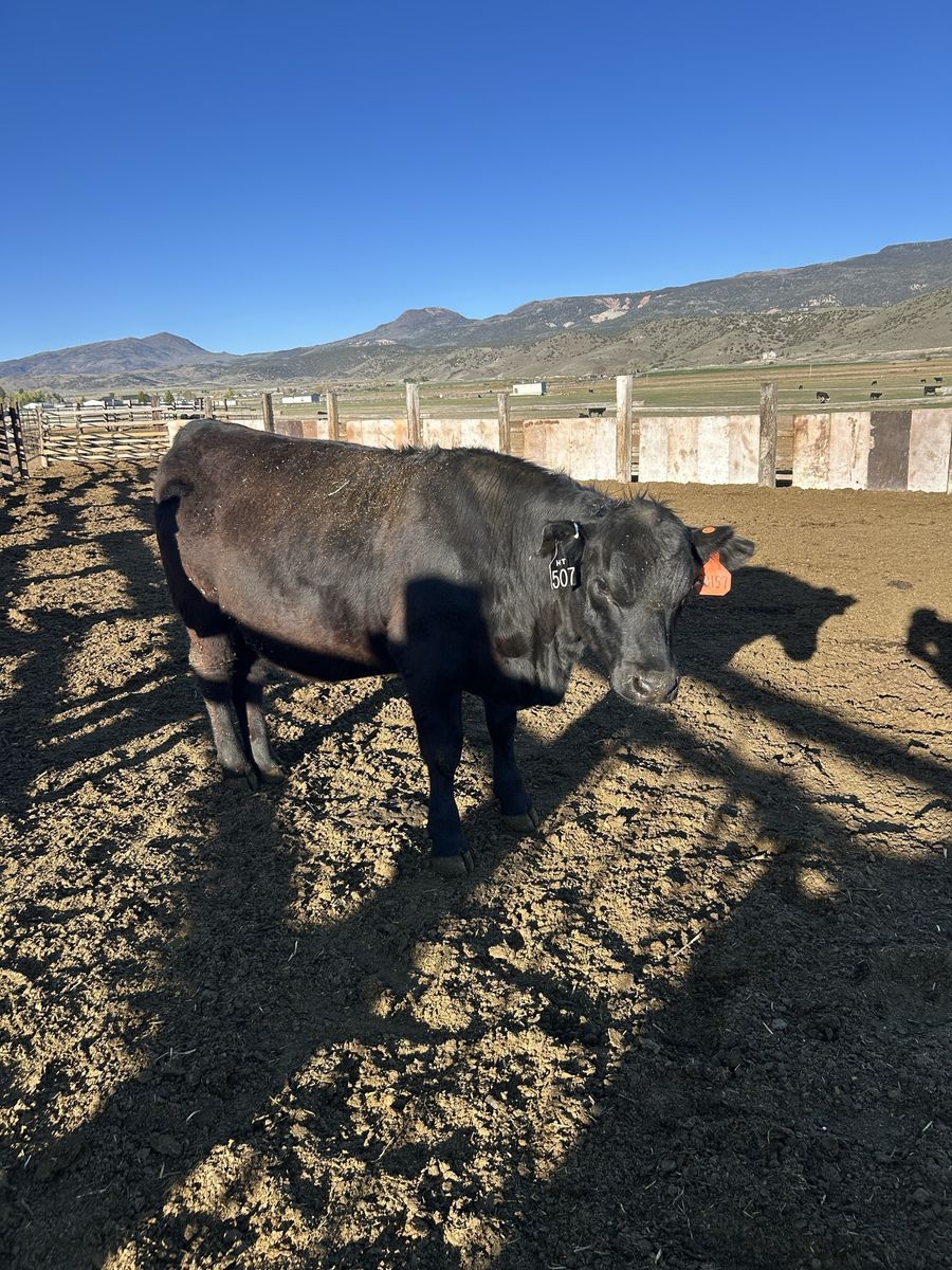 ANGUS & SIM/ANGUS BRED HEIFERS