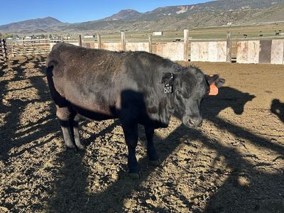 ANGUS & SIM/ANGUS BRED HEIFERS