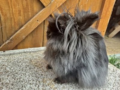 Lionhead Doe