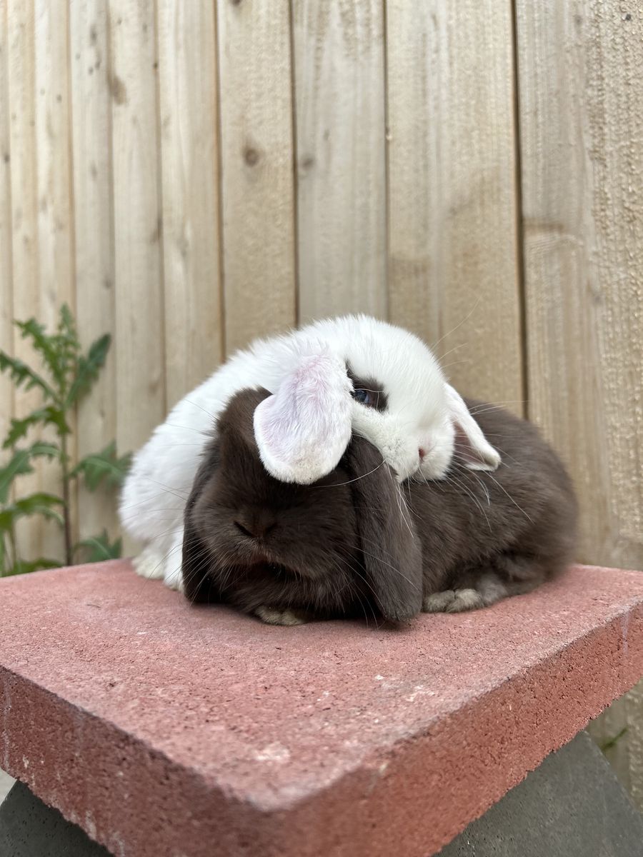 Holland lop
