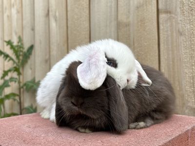 Holland lop