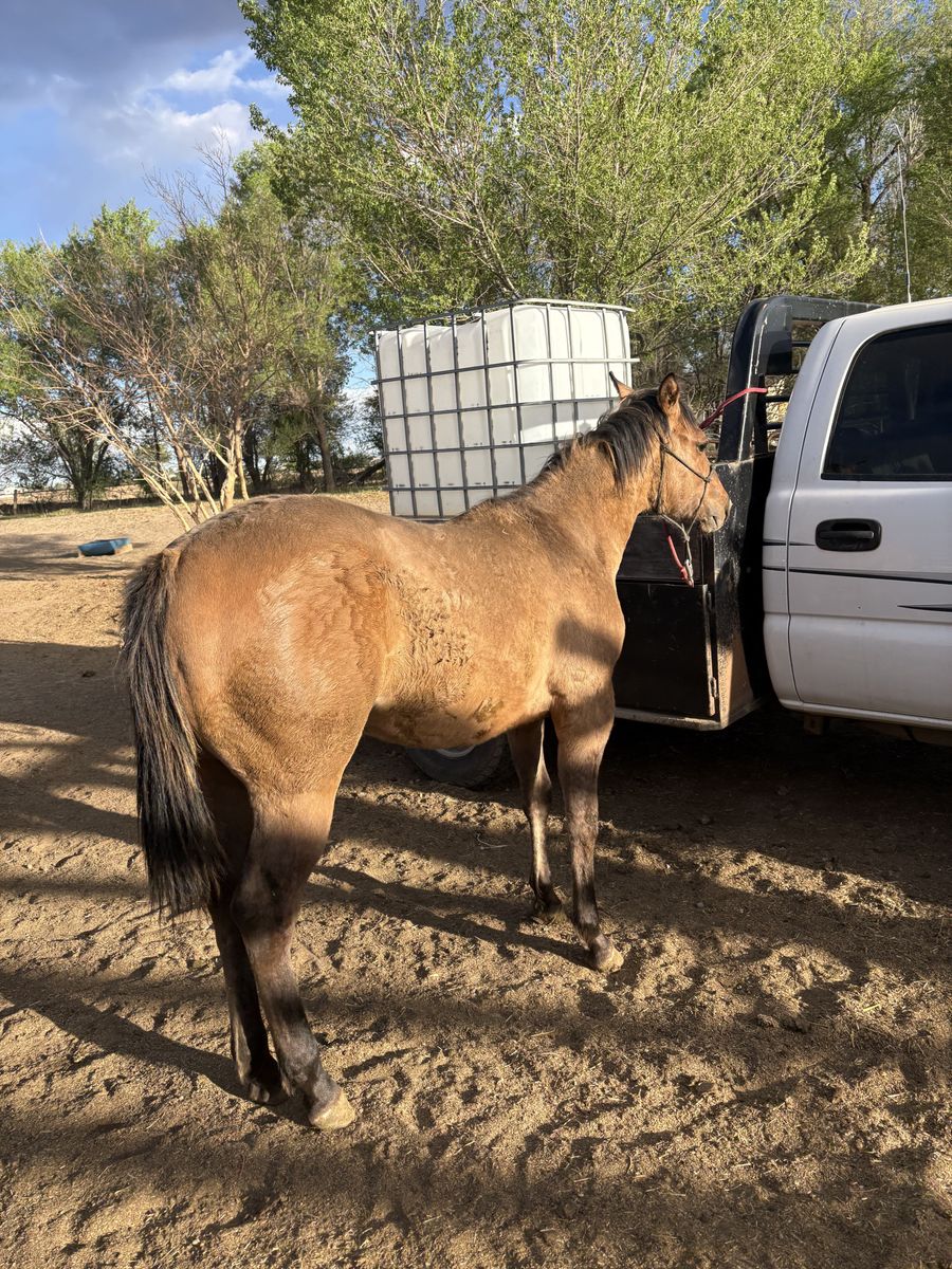 Yearling Dun Stud Colt