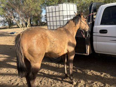 Yearling Dun Stud Colt