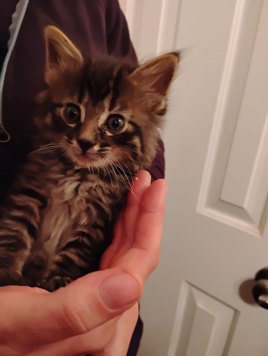 Kittens