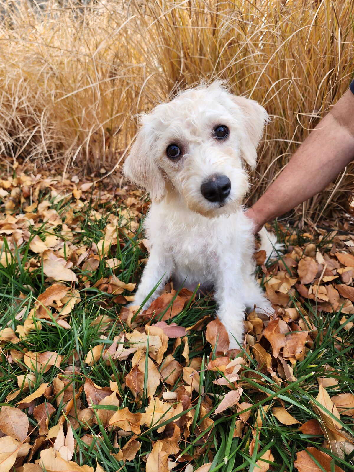 PRICE REDUCED 499.00 Beautiful sweet cavapoo mix puppies with mini schnauzer