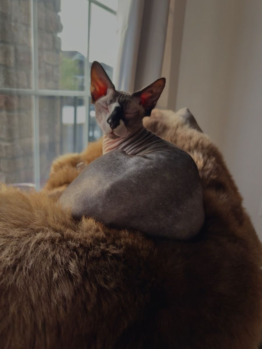 Sphynx