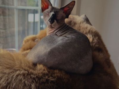 Sphynx